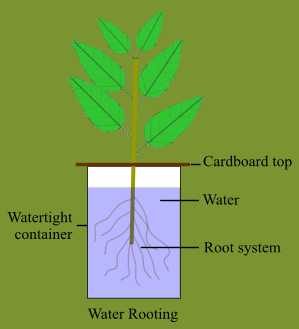 Hydroculture - Water Rooting